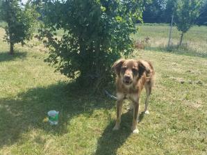 Przywiązał psa na MOP i zostawił. Policjanci poszukują właściciela psa