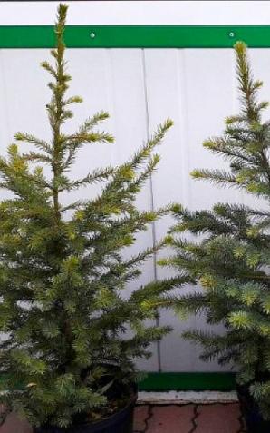 Oddaj odpady, odbierz choinkę i wspomóż seniorów!