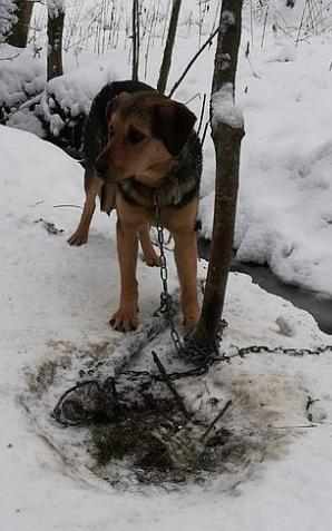 Policjanci uratowali wycieńczonego psa