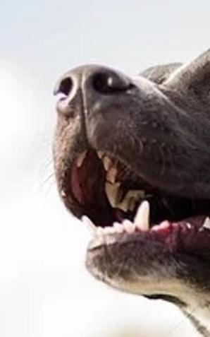 Areszt za szczególne znęcanie się nad psem