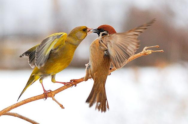 Liczymy ptaki! 25 i 26 stycznia w Polsce!