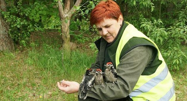 [VIDEO] Trojaczki zamieszkały w leśniczówce