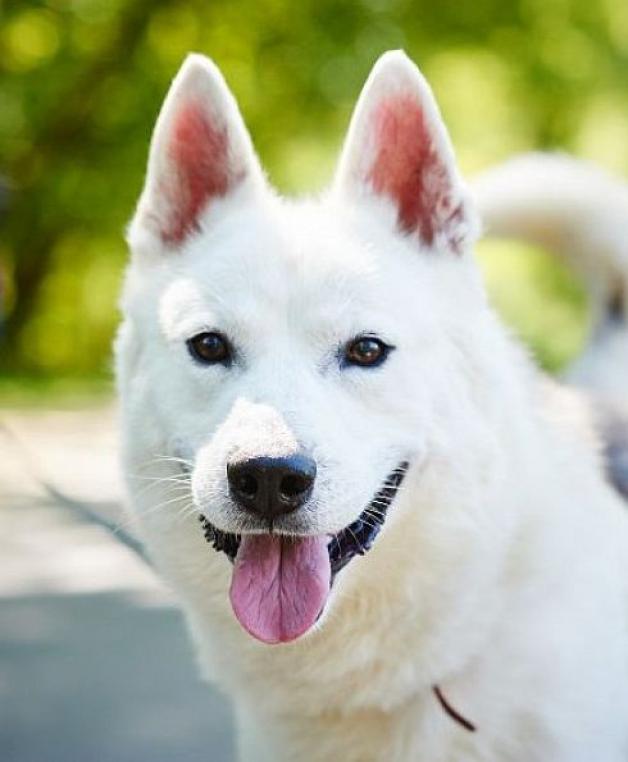 Rekordowy rok warszawskiego schroniska