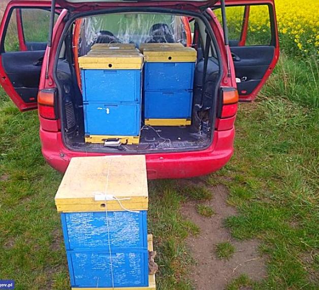 Kradł ule z pszczołami. Policjanci zatrzymali sprawcę i jego łup o wartości 65 tys. zł!